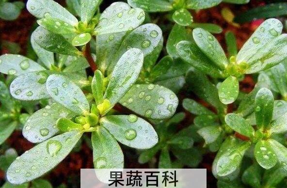 马齿菜的功效与作用有哪些