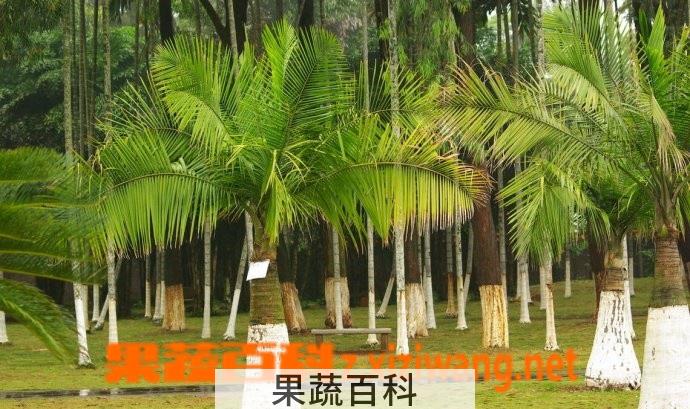 果蔬百科国王椰子的养殖方法