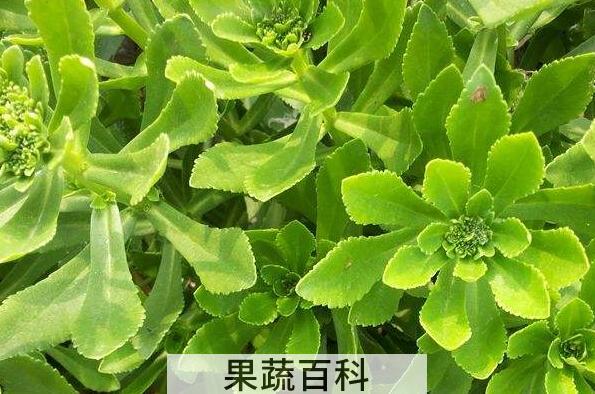 救心菜吃了有什么好处 救心菜的副作用