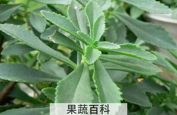救心菜吃了有什么好处 救心菜的副作用