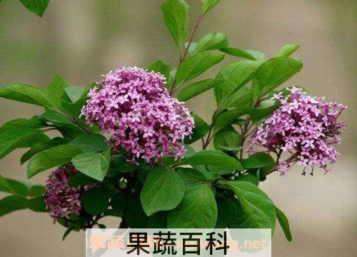 丁香茶