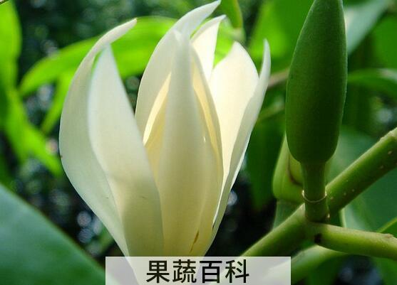 果蔬百科白兰花的功效与作用