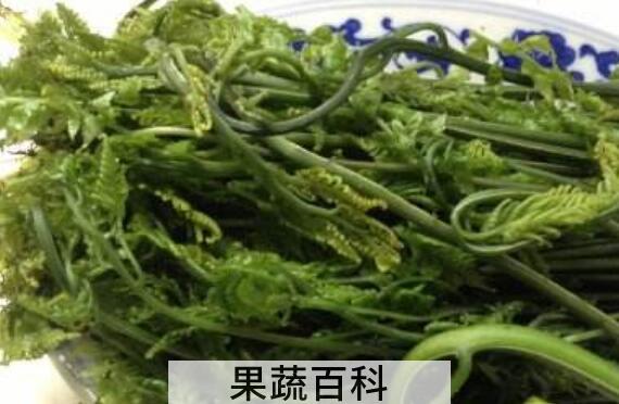 水蕨菜的营养价值 水蕨菜的危害