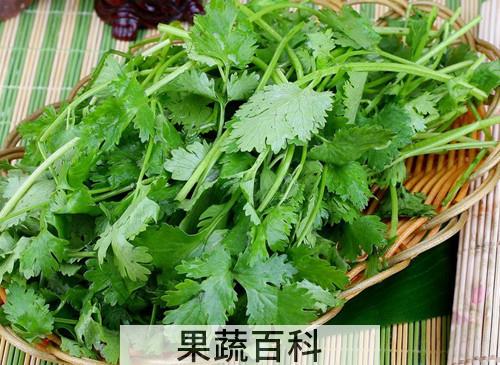 香菜