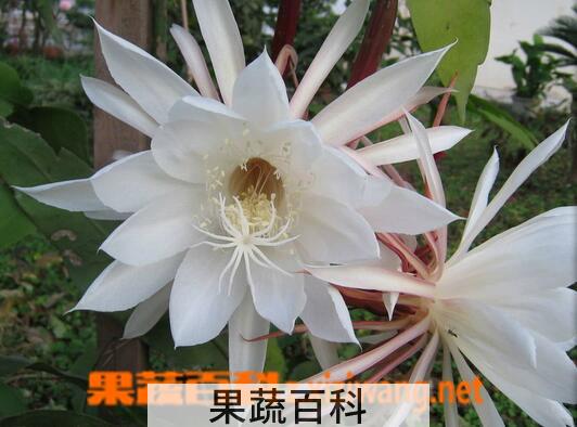 果蔬百科昙花能吃吗