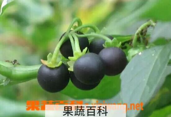 果蔬百科龙葵果能吃吗