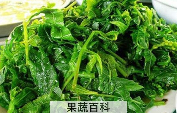 吃水蕨菜有什么好处 水蕨菜有致癌物吗
