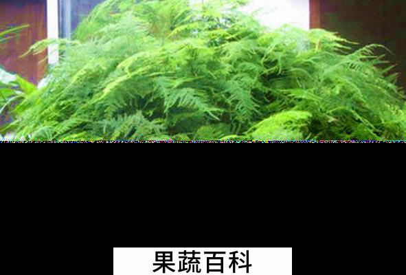 果蔬百科文竹的养殖方法与注意事项