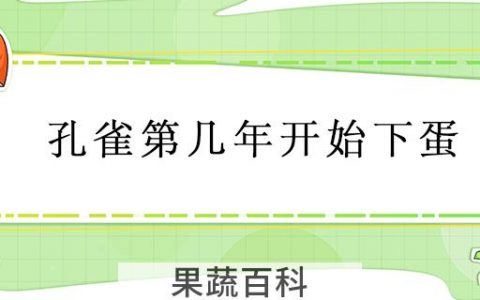 孔雀第几年开始下蛋