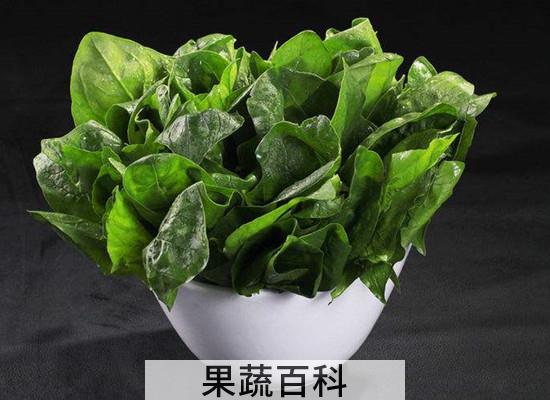 菠菜