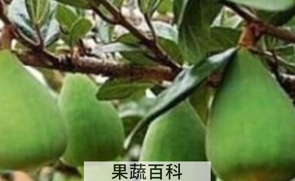木莲果和薜荔果的区别 木莲果的食用方法