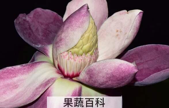 木莲果和薜荔果的区别 木莲果的食用方法