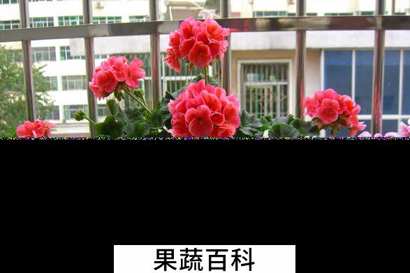 果蔬百科天竺葵的养殖与管理方法