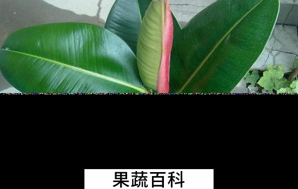 果蔬百科橡皮树掉叶子怎么办