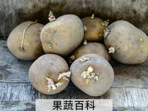 土豆发芽