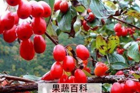 山茱萸的功效与作用 山茱萸的食用方法
