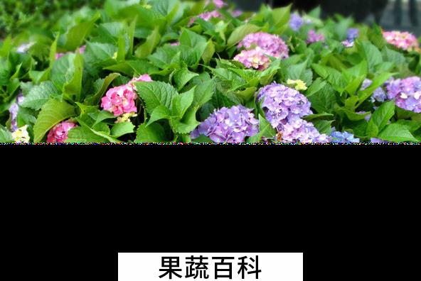 果蔬百科花卉施肥时间的禁忌