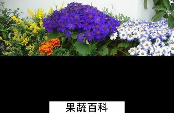 果蔬百科养花浇水的小窍门
