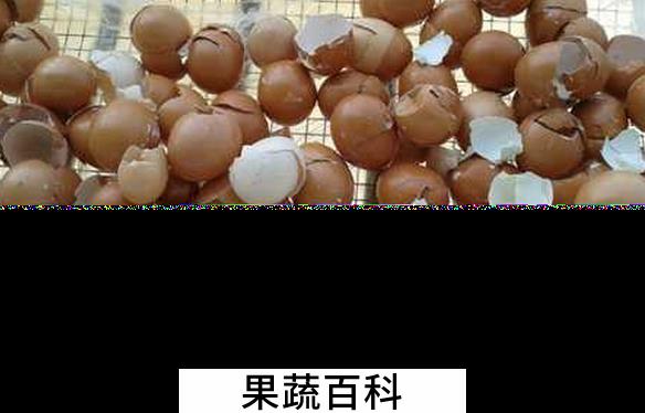 果蔬百科花卉的施肥技巧