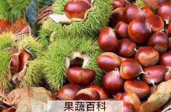生板栗怎么保存不坏 生板栗正确保存方法