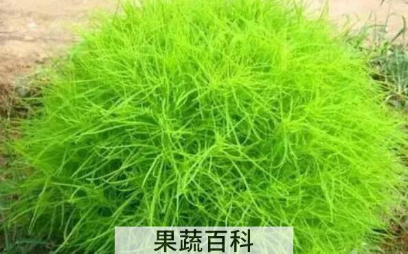 扫帚菜的功效与作用 扫帚菜的副作用