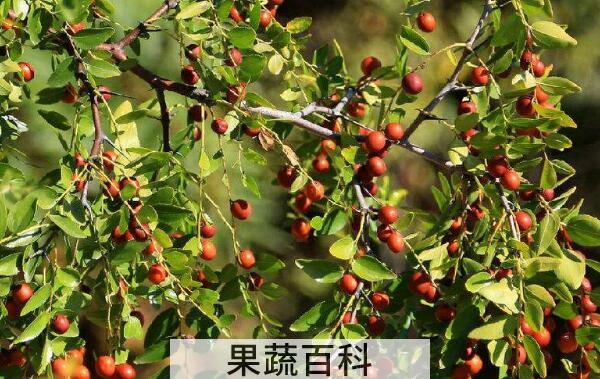 酸枣的功效与作用及药用价值