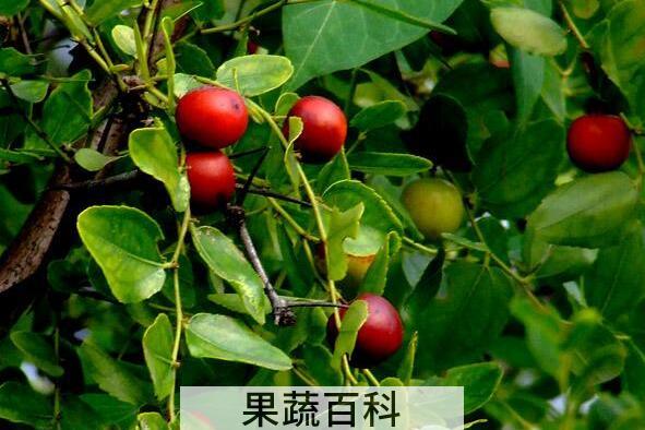 酸枣的功效与作用及药用价值