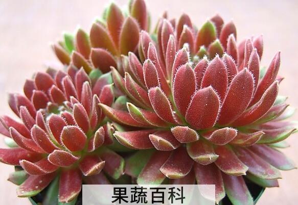 果蔬百科长生草的养殖方法与注意事项