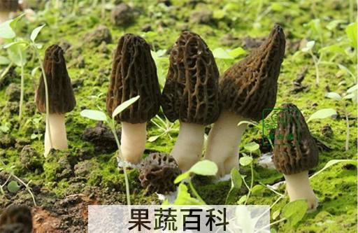 羊肚菌