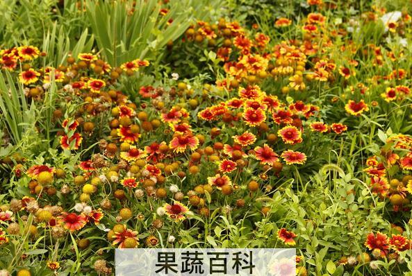 果蔬百科太阳花的功效与作用