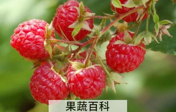 覆盆子的功效与作用 吃覆盆子的好处
