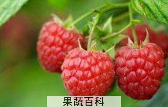 覆盆子的功效与作用 吃覆盆子的好处