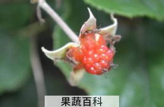 太平莓的功效与作用 太平莓的禁忌
