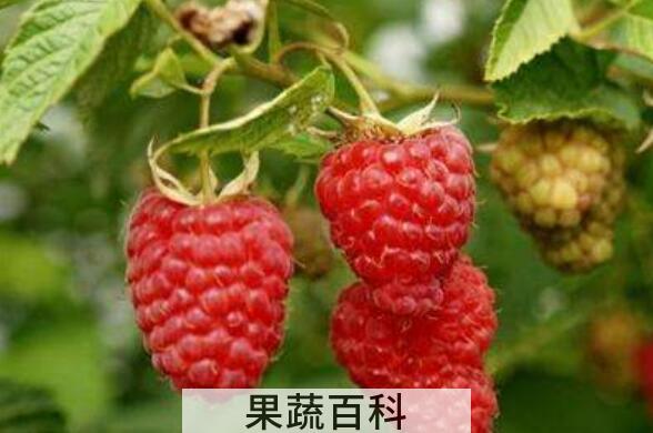 太平莓的功效与作用 太平莓的禁忌