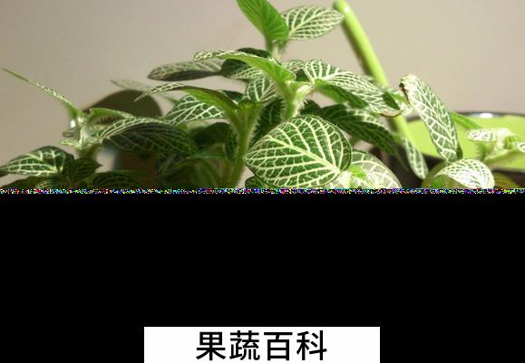 果蔬百科网纹草的哪些品种适合在室内养
