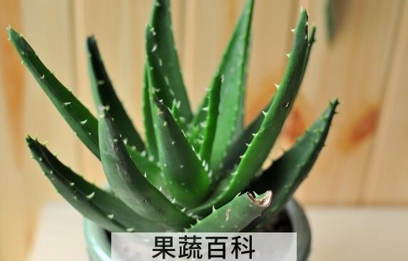果蔬百科养殖芦荟的注意事项