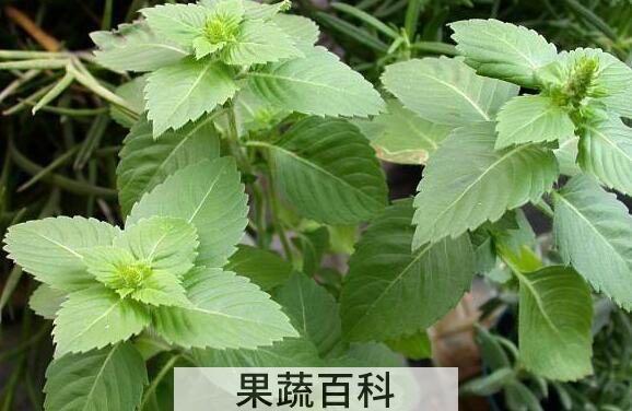 圣罗勒的功效与作用 圣罗勒的药用价值