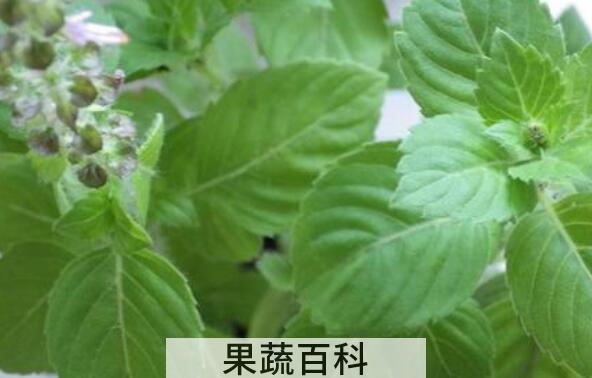 圣罗勒的功效与作用 圣罗勒的药用价值
