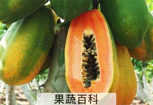 木瓜