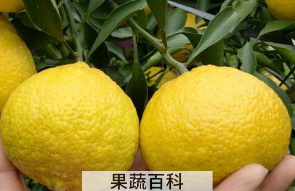 橘柚的功效与作用 橘柚的营养价值
