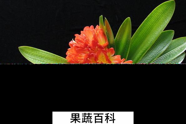 果蔬百科君子兰的叶子发黄怎么办