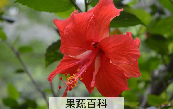 果蔬百科扶桑花为什么会掉花