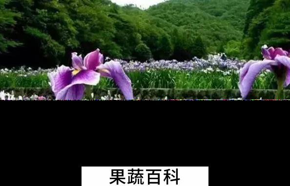 果蔬百科露天花卉怎么管理