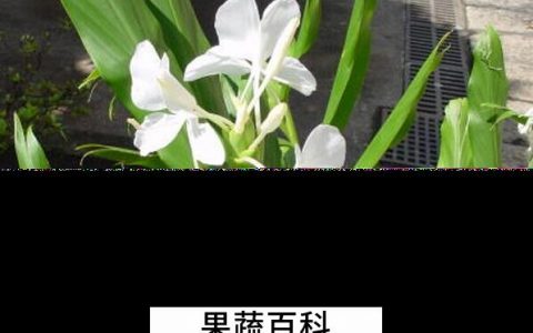 红丝姜花的养殖方法和技巧