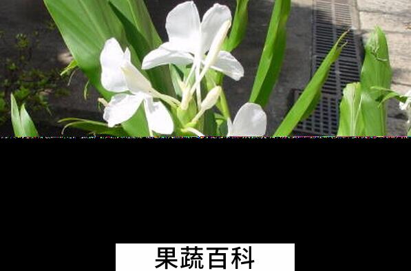 果蔬百科红丝姜花的养殖方法