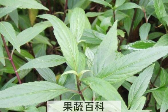 地笋叶子的功效与作用