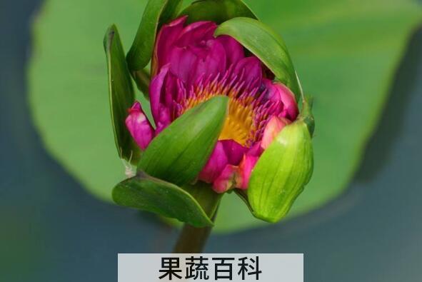 睡莲杆怎么做好吃 莲杆怎么炒