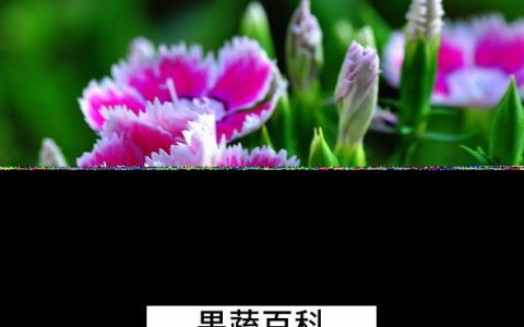 石竹如何养殖 石竹的养殖方法技巧