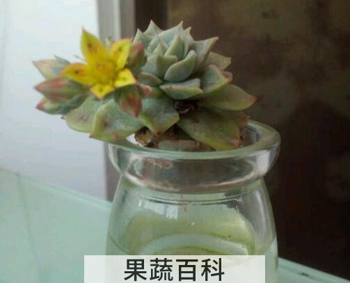 果蔬百科多肉植物水培要注意什么