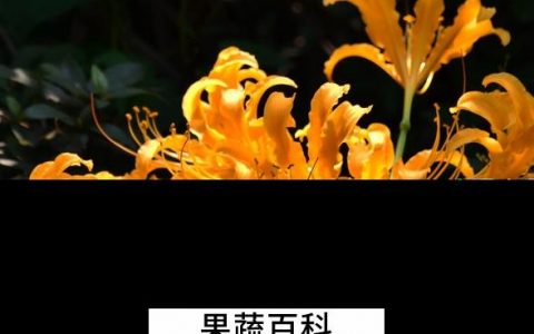 忽地笑的养殖方法与注意事项